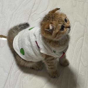 福仔的朋友圈头像