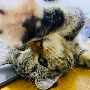 爱玩筋膜枪的虎子头像