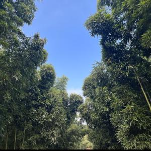 三界红泥笋头像