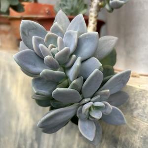 地@瓜粥（努力挣钱养老头像