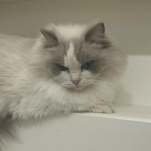 萌宠小灶台头像