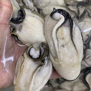 台山生蚝零售批发头像