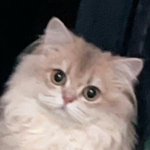 我和我的静音小猫头像