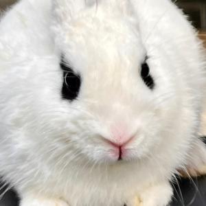 🐰五兔一咪头像