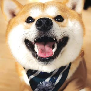 没到我词呢～（见过真源鹿晗版）头像