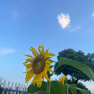 Adele的耳朵头像