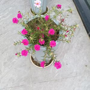 ~wjsw花🌸之🐉玲～头像