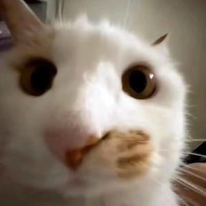 可爱p（恋与契约）头像