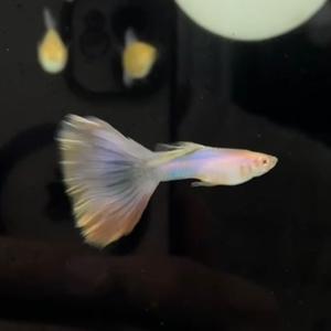 顺顺爱养鱼（福满满）头像