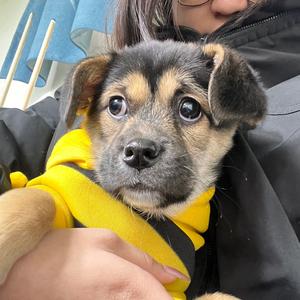 板凳不许坐头像