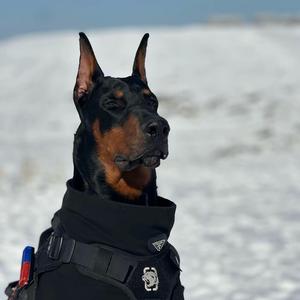 凯撒大弟☄️ （7号杜宾俱乐部）头像