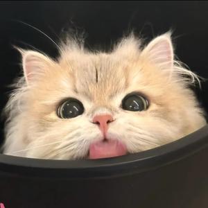 系开心小猫🍁头像