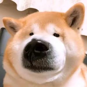 搞笑🐶头像