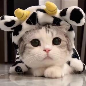 喵汪日常君头像