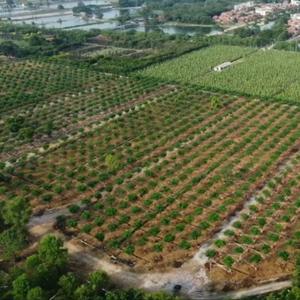 广州富泽园艺头像