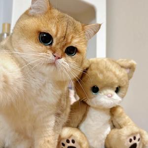 笑哥找萌宠🐶头像