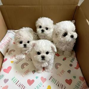 杭州一诺家韩版比熊马尔泰头像