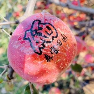 森宝大连三十里堡森宝家庭农场头像