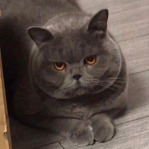 蓝猫双双头像