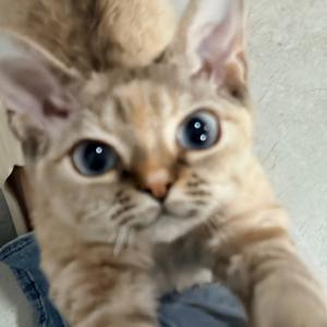 十一喵呜日记🐱头像