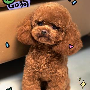 萌宠小桔子头像