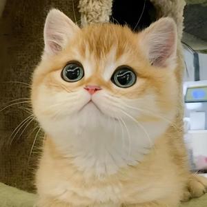 宠物宝贝吖头像