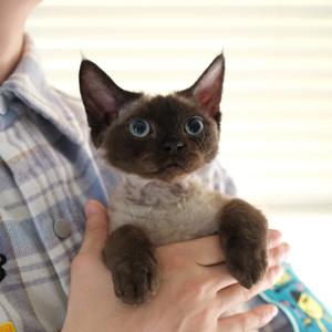 Habit德文卷毛猫猫舍