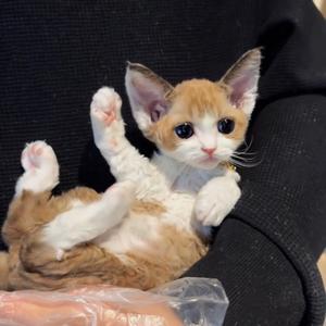 德文猫舍（买🐱私聊）头像