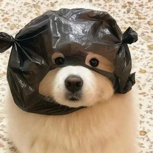 单细胞 simple love头像