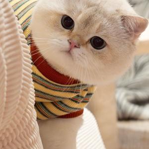 金条吃不饱头像