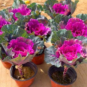 兰兰花卉绿植店头像