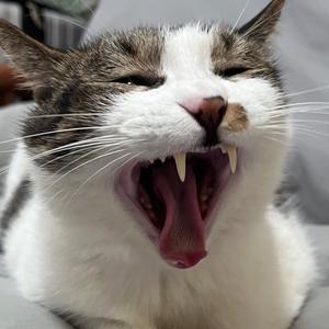 何少猪包包头像