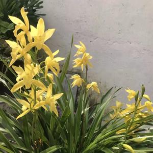 烈酒烧心～头像