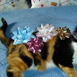 fsjwbhrojwmwos头像