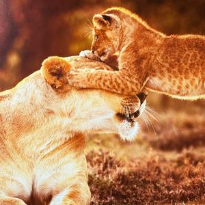 晶晶的天空头像