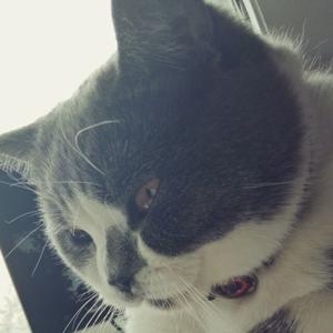 红烧我家猫的头头像