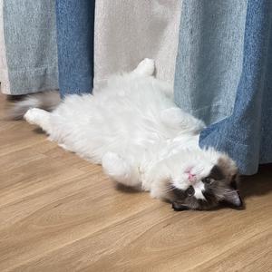 雪花不飘我不飘头像