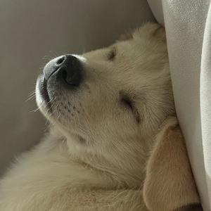 摩西日记😉头像