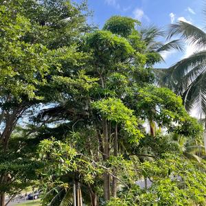 嘉宝莉@吴春红头像