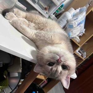 牛薄荷是只喵头像