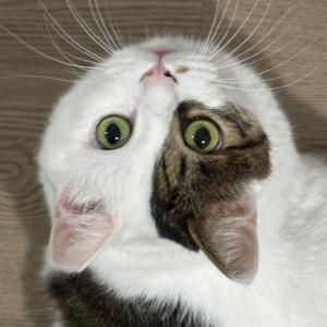 胖佐睡不醒头像