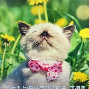 传统文化宣传者 （商品在厨窗）头像
