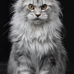 优乐缅因生活馆(赵先生)头像