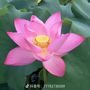 快乐每一天🌸头像