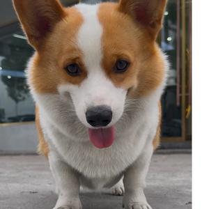 小柯基崽崽头像