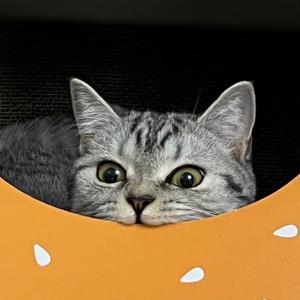 大眼萌妹白板头像