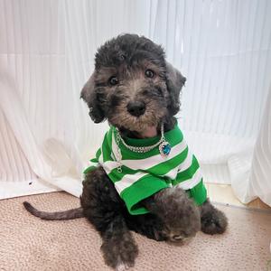 葡萄是个小幺女头像