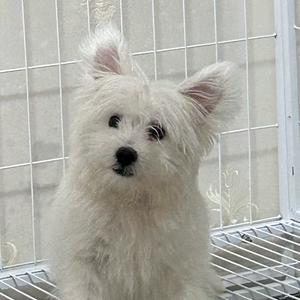 三月橘子600头像