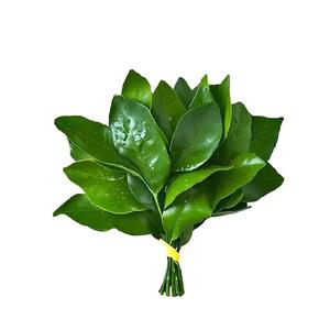 没哥帅就闭麦 .头像