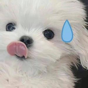 樱桃丸丸子头像